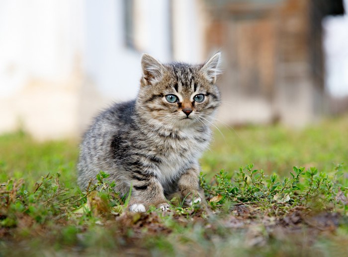 A tabby kitten sitting in the grass