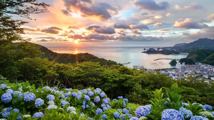 Sunset over a Japanese coastal town with hydrangeas