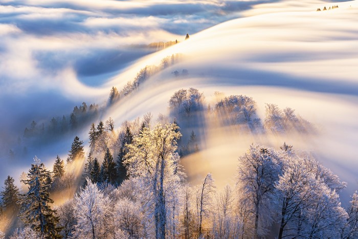 Winter forest landscape with fog and sunlight