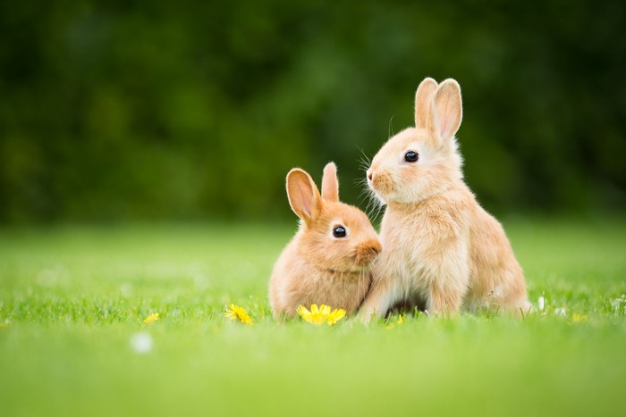 Two baby rabbits in green grass with yellow flowers