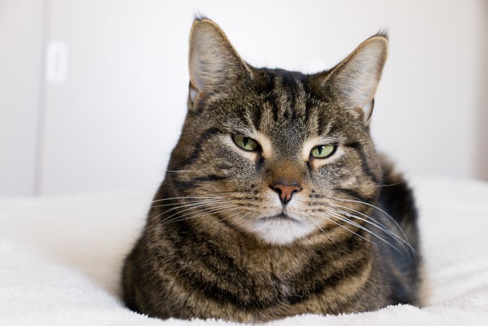 Tabby cat lying on a white blanket