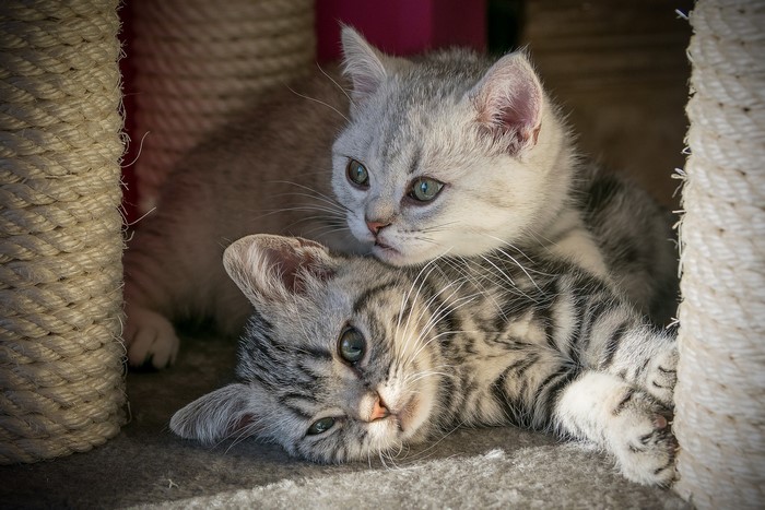 Two kittens resting on a scratching post