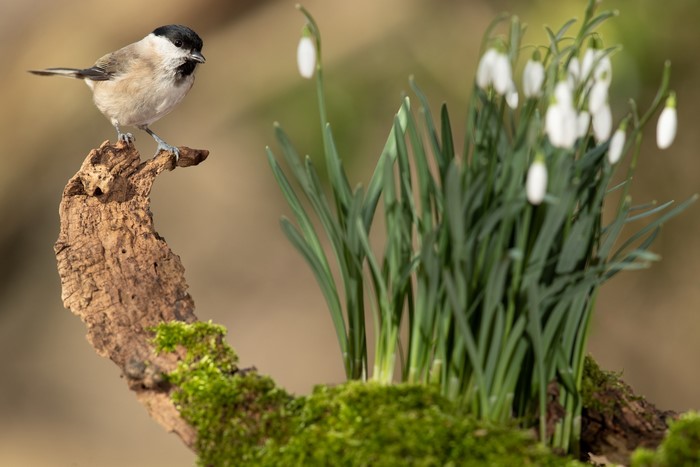 A small bird perched on a mossy branch with snowdrops