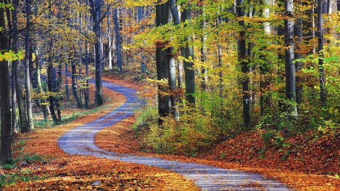 Winding road through an autumn forest with fallen leaves