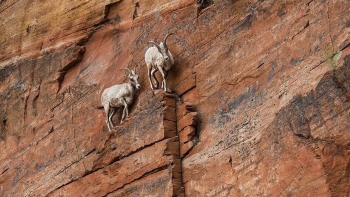 Ibex on Rock Formation in Zion National Park