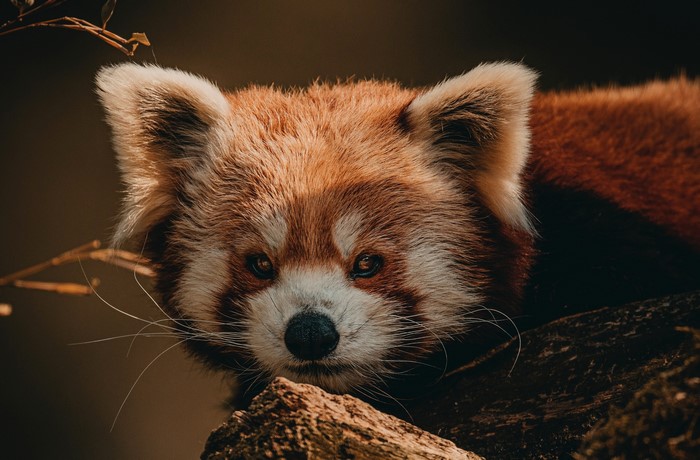 Close-up of a red panda's face