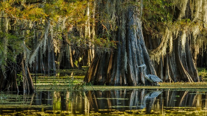 Great Blue Heron in a Cypress Swamp with Spanish Moss