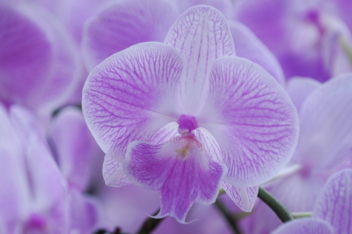 Close-up of a purple and white orchid flower