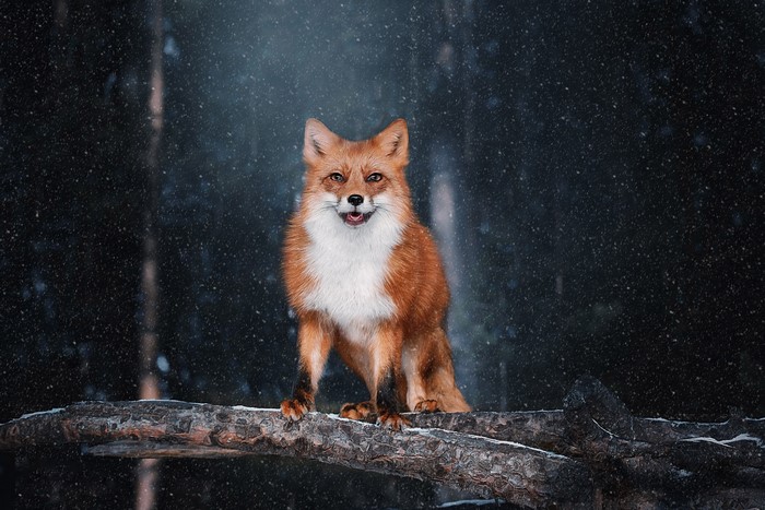 Red fox sitting on a log in the snow