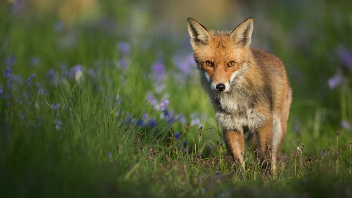 Red fox in a field of blue flowers