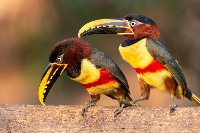 Two colorful Collared Aracari toucans perched on a branch