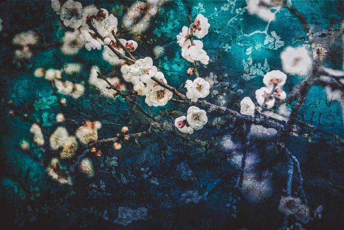 White plum blossoms on a textured blue background