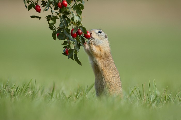 Ground squirrel eating berries from a bush