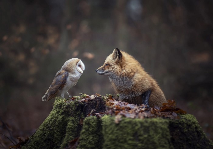 Barn owl and fox on a mossy stump in the forest