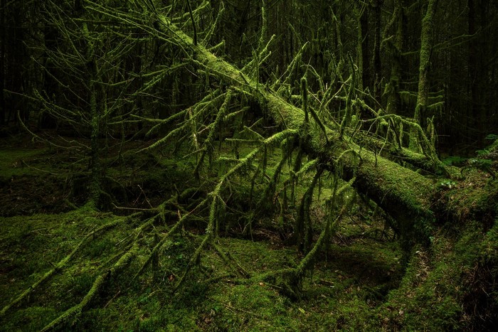 Moss-covered fallen tree in a dark forest