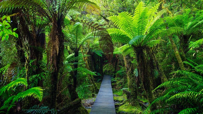 Wooden walkway through a lush fern forest