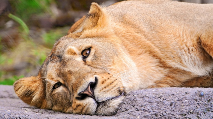 Lioness resting on a rock