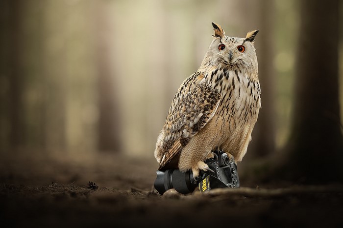 Eurasian eagle-owl sitting on a Nikon camera in a forest