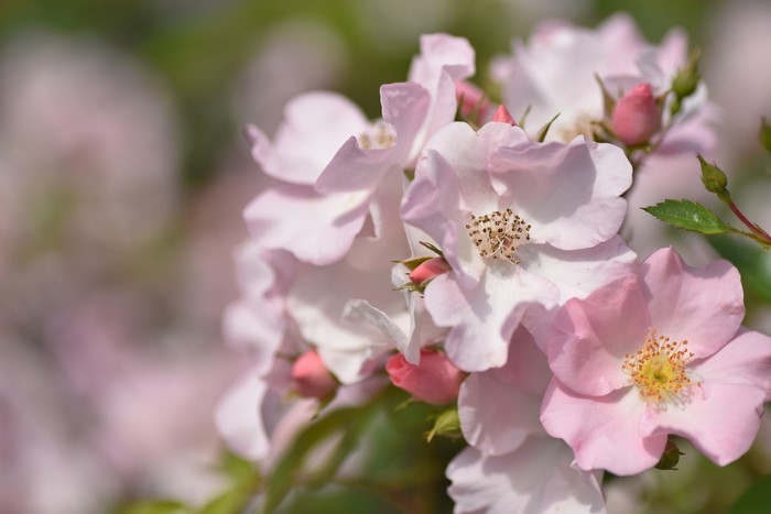 Pink roses with buds and green leaves