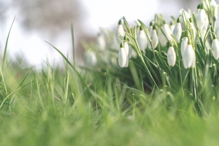 4K grass and snowdrop flowers