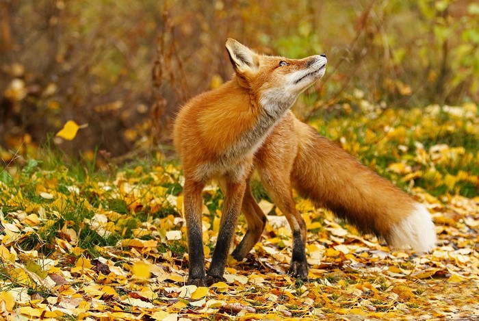 Red fox standing in autumn leaves