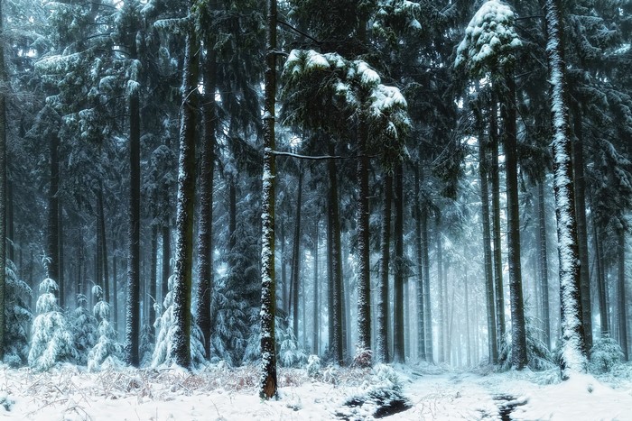 Snow covered trees in a dark winter forest