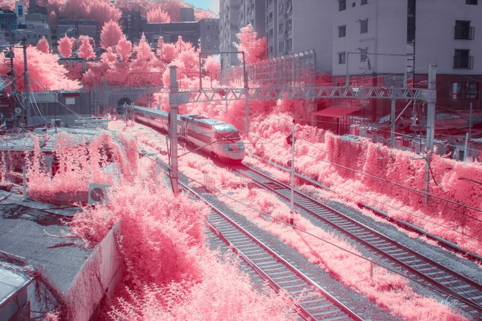Train in pink foliage near buildings
