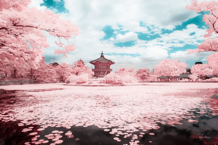 Korean Pagoda and Pond with Pink Trees