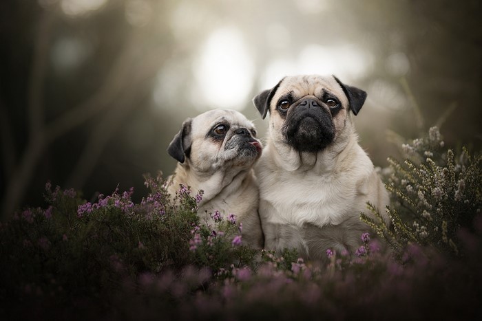 Two pugs sitting in purple flowers outdoors