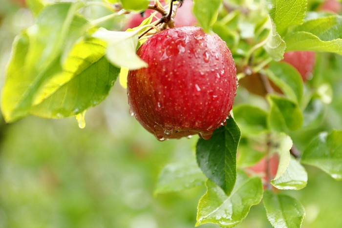 Red apple with water drops on a tree branch