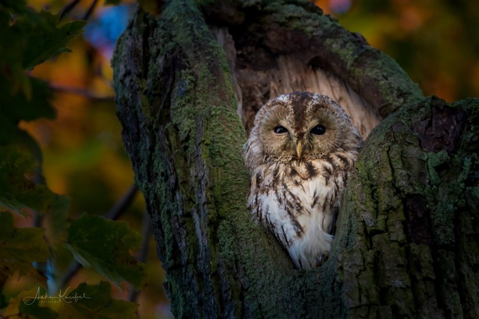 Tawny owl perched in a tree hollow