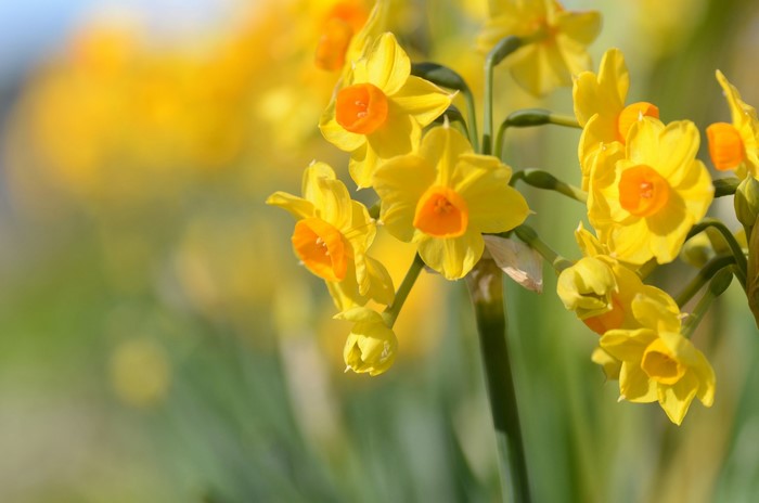 Close-up of yellow daffodils with orange centers
