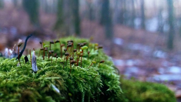 Moss with sporophytes in a forest macro shot