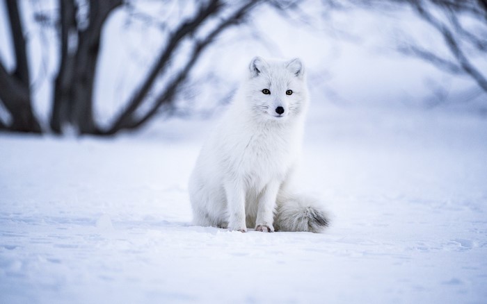 Arctic fox sitting in the snow