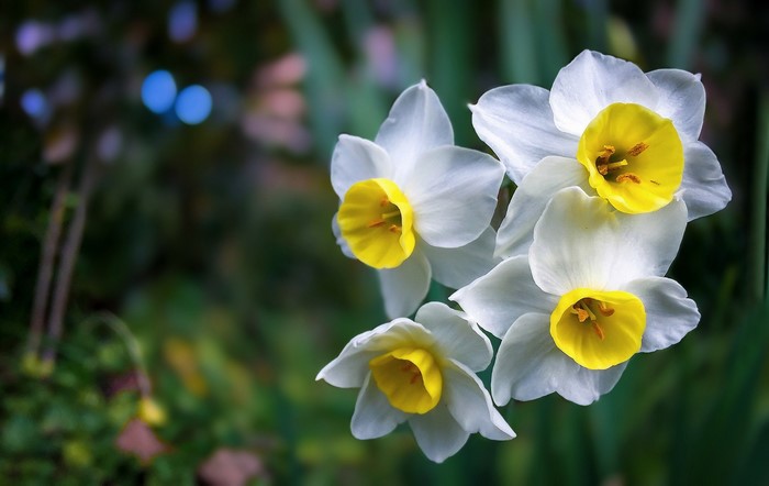 Close-up of white and yellow daffodils