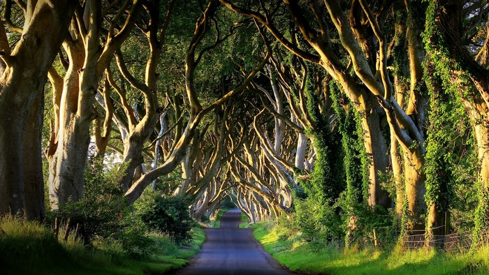 Dark Hedges road in Northern Ireland