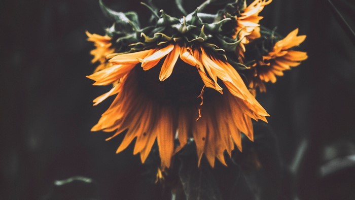 Close-up of drooping sunflowers