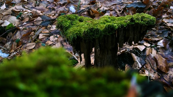 Moss-covered tree stump in a forest with fallen leaves