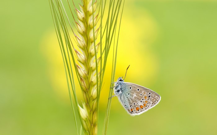 Butterfly on a wheat stalk