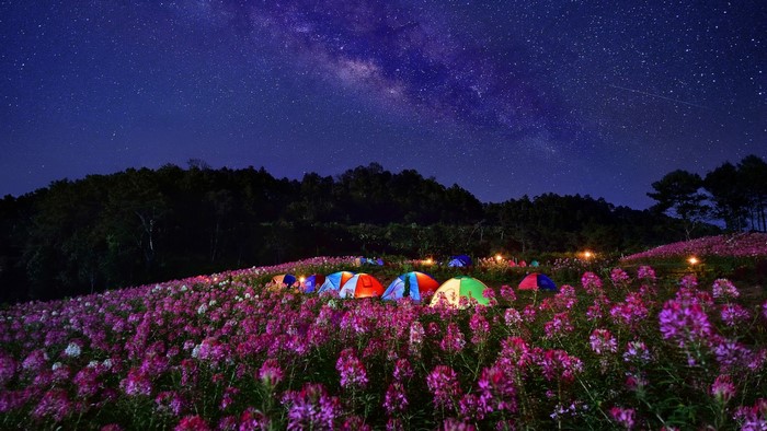 Camping under the Milky Way in a field of flowers