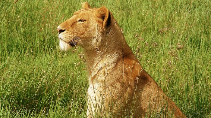 Lioness sitting in tall green grass