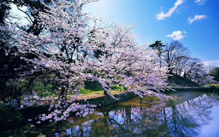 Cherry blossoms reflected in a pond under a blue sky