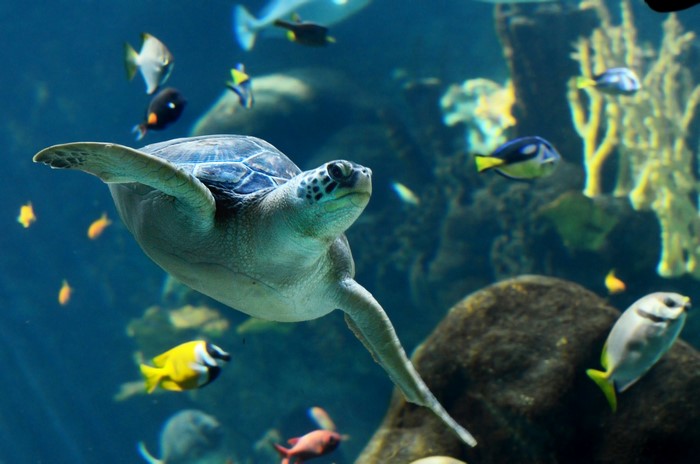 Sea turtle swimming with fish in aquarium
