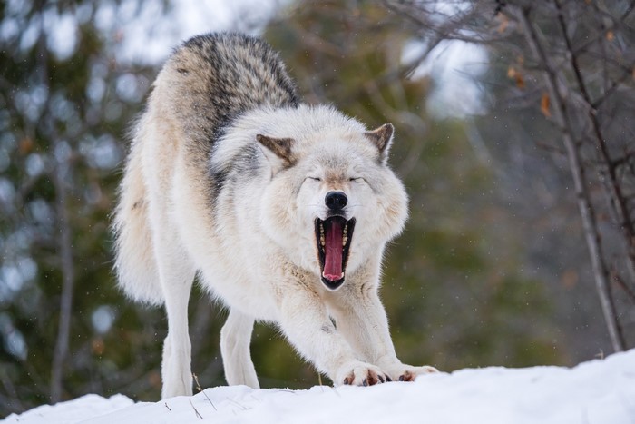 Wolf yawning in the snow
