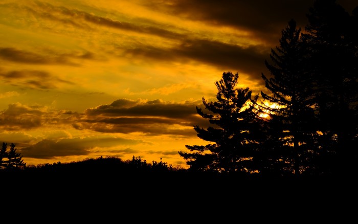4K sunset over trees