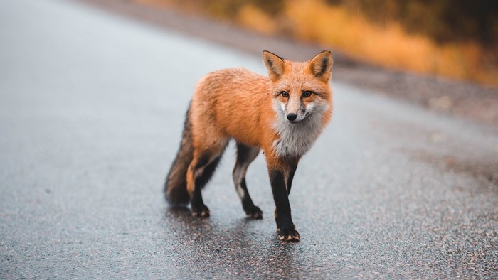 Red fox standing on a wet road