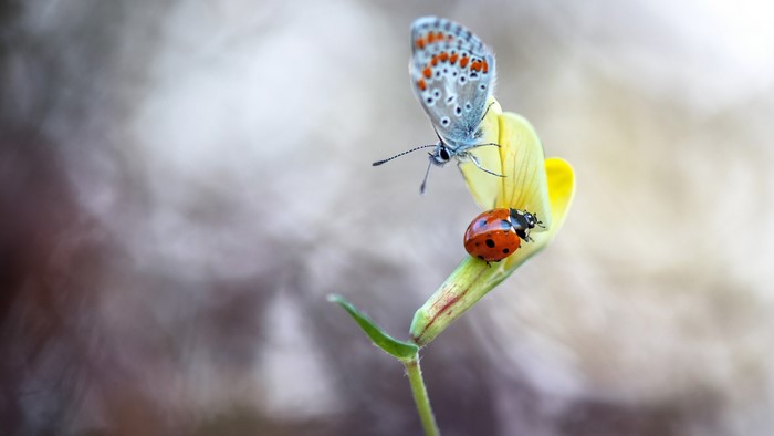 Butterfly and ladybug on a yellow flower