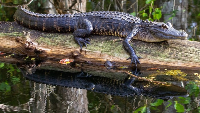 Alligator resting on a log reflected in water