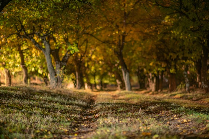 Forest path with yellow leaves in fall