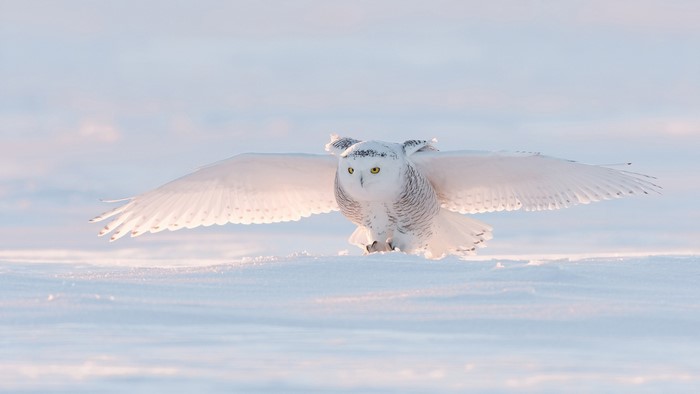 Snowy owl in flight over snow